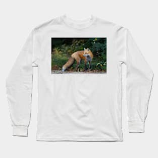 Red Fox - Algonquin Park, Canada Long Sleeve T-Shirt